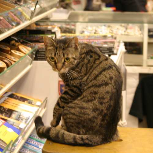 кошка в магазинчике очень похожая на мою, просто близнец!
