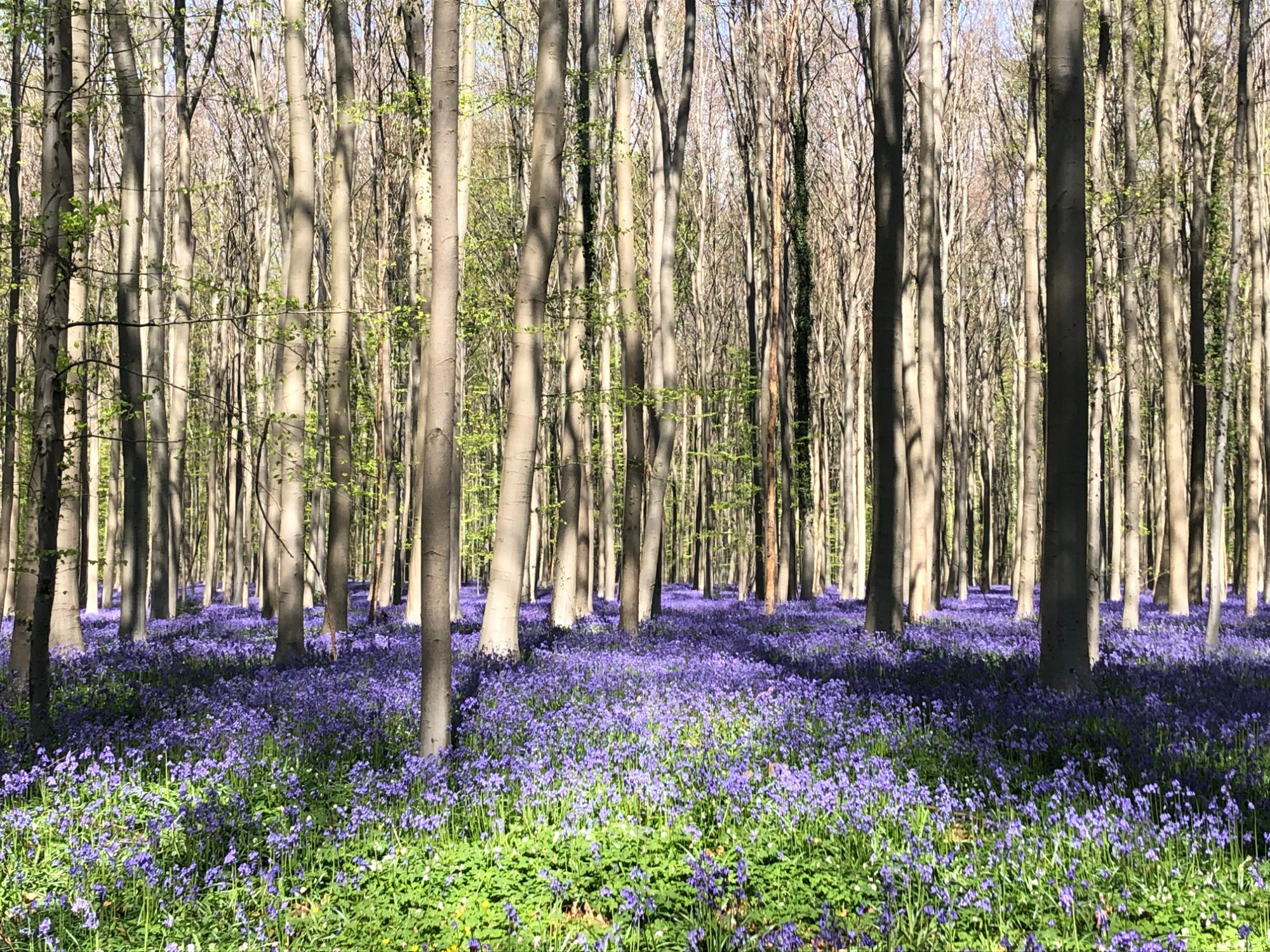 Hallerbos, Бельгия