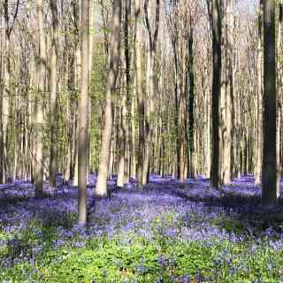 Hallerbos