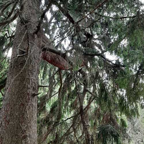 Остров Белов Псковское озеро, Россия