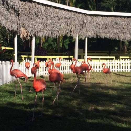 Nassau's zoo