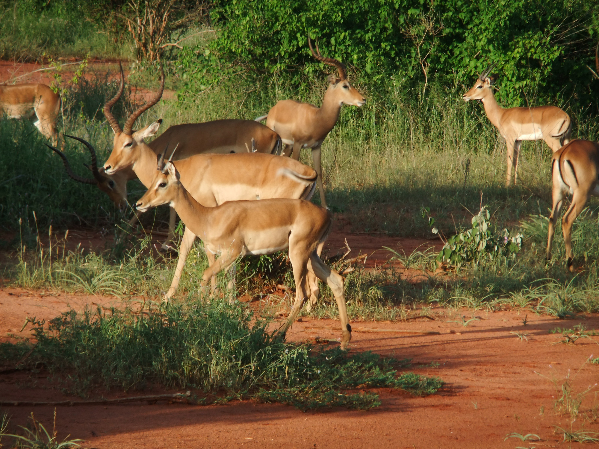 Tanzania