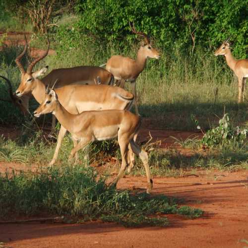 Tanzania