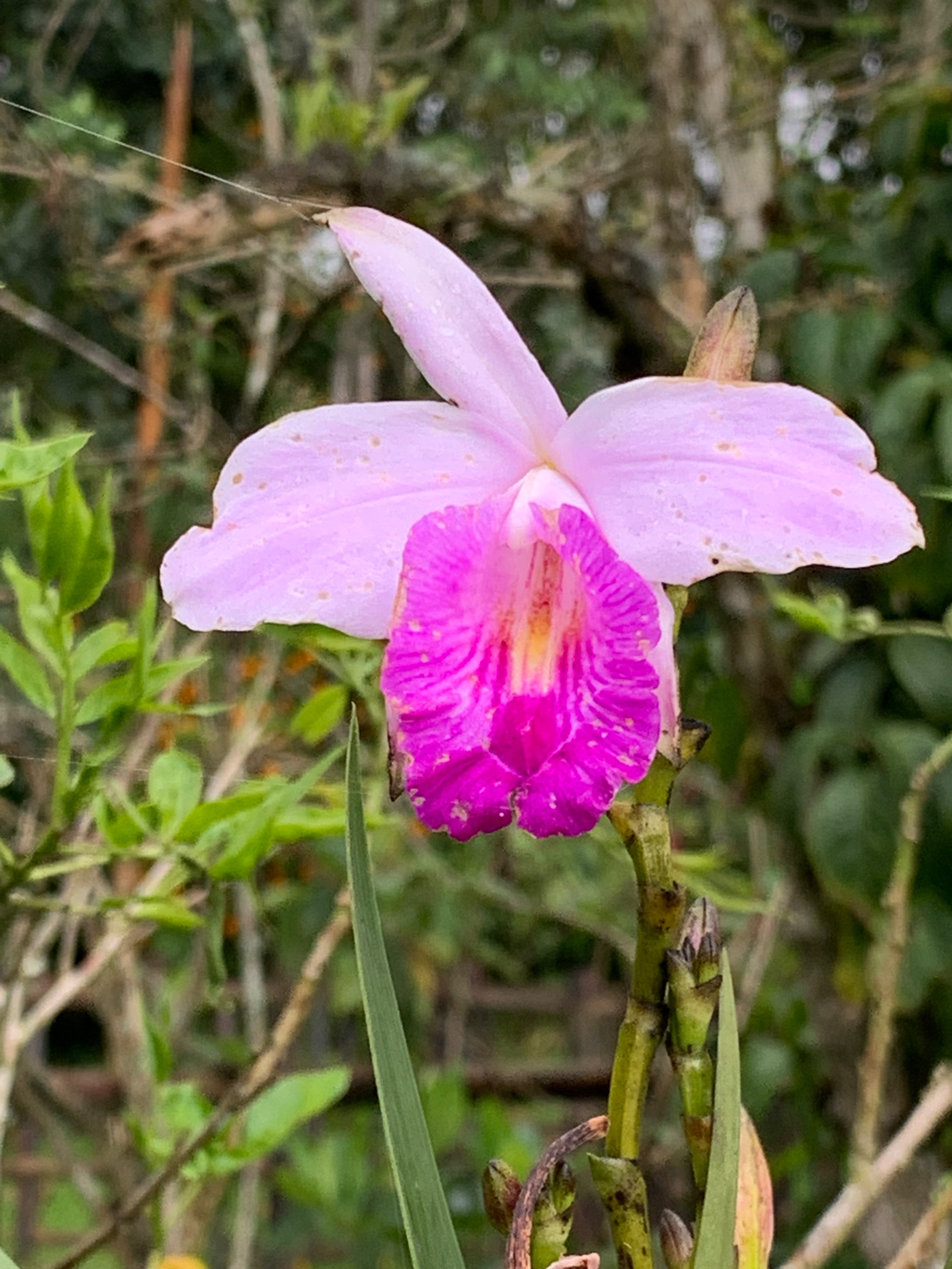 Orquídeas en resinto del Pensamiento en Manizales caldas 