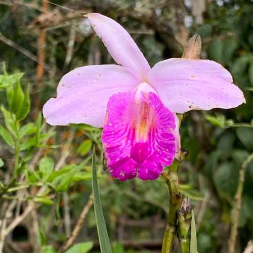 Orquídeas en resinto del Pensamiento en Manizales caldas 