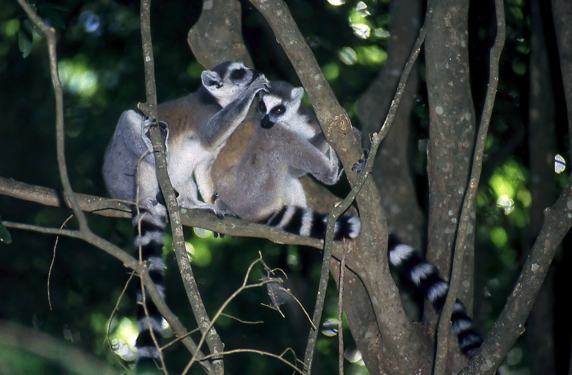 Madagascar