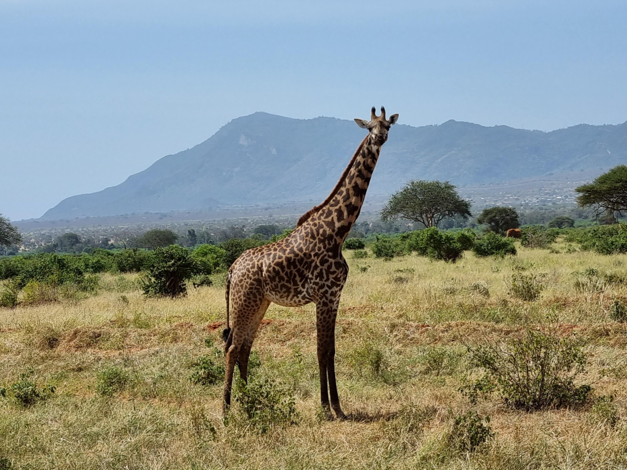 Tsavo East National Park, Кения