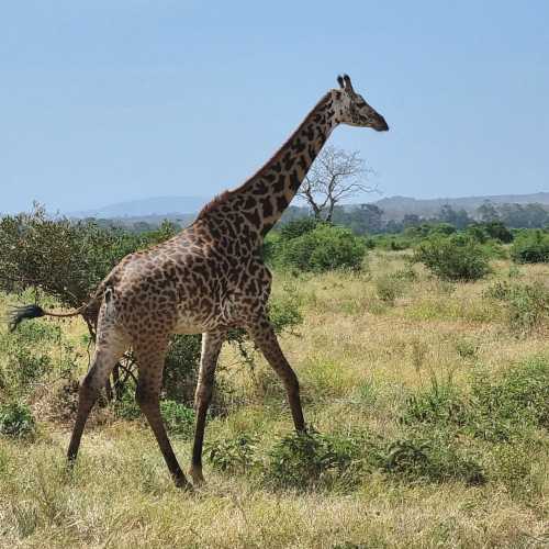 Tsavo East National Park, Kenya