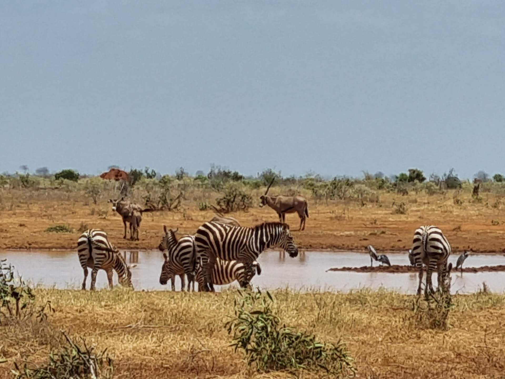 Tsavo East National Park, Kenya