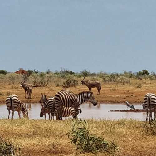 Tsavo East National Park, Кения