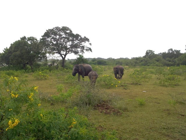 Yala National Park, Sri Lanka