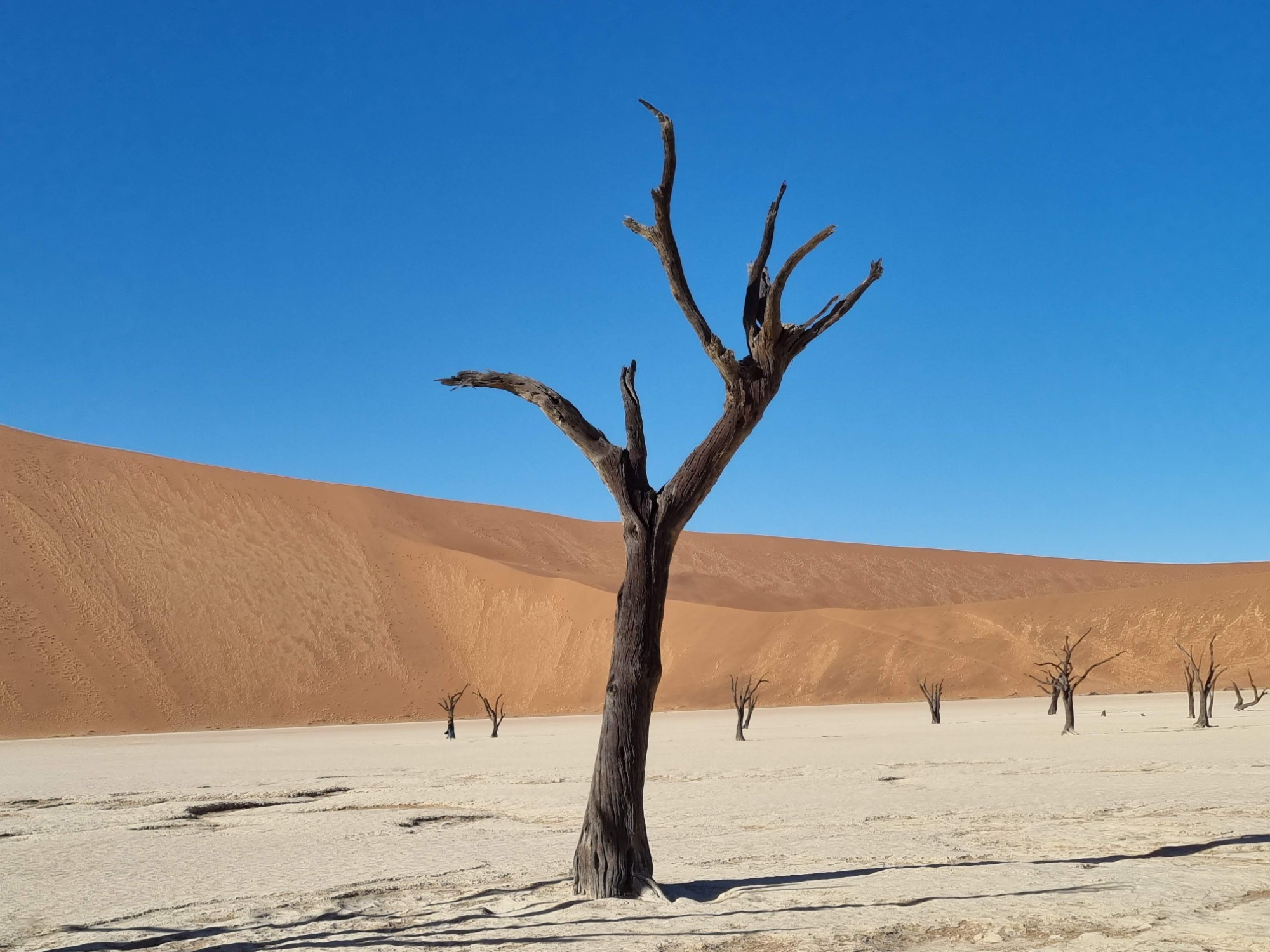 Deadvlei, Namibia