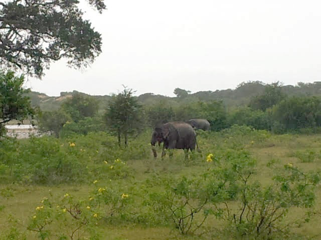 Yala National Park, Sri Lanka