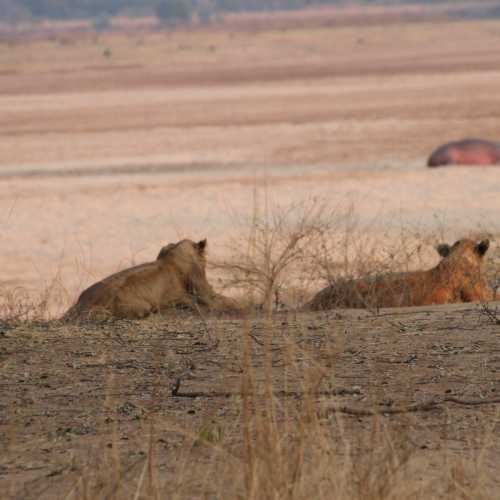 lion at south luangwa