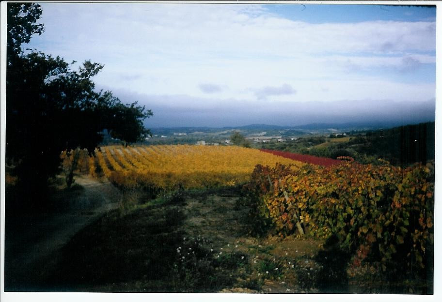 Autumn in Languedoc Rousillion — the colours in the vine fields are unbelievable. And the vine fields stretch often as far as the eye can see.