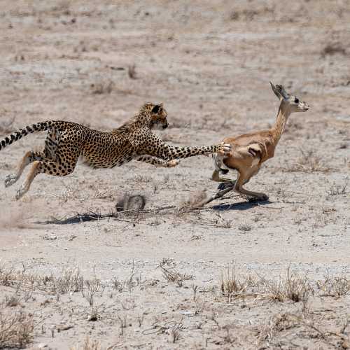 Cheetah hunting 