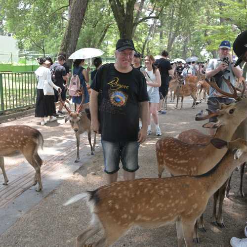 Нара, Япония