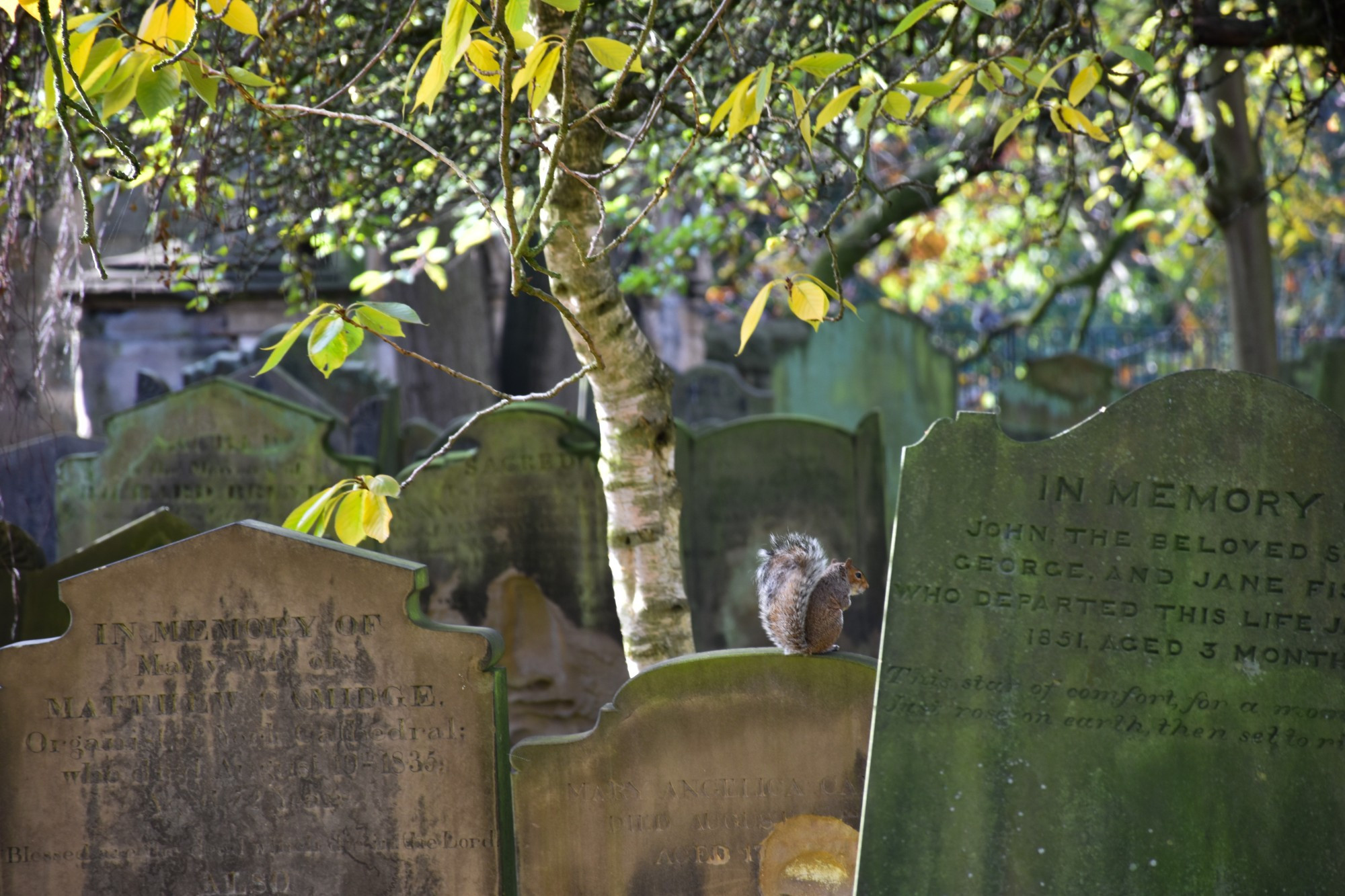 A squirrel at the cemetery: an unexpected visit<br/> <br/>
Uno scoiattolo al cimitero: una visita inaspettata