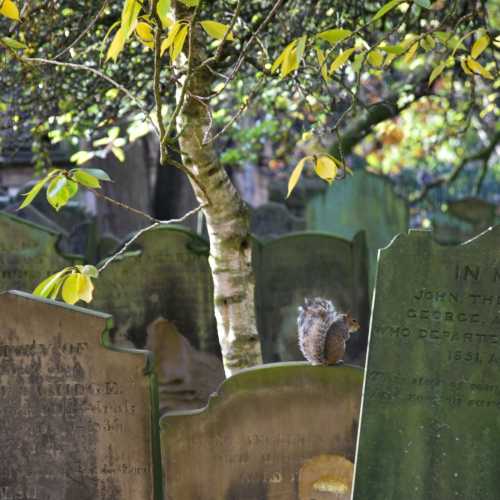 A squirrel at the cemetery: an unexpected visit<br/>
<br/>
Uno scoiattolo al cimitero: una visita inaspettata