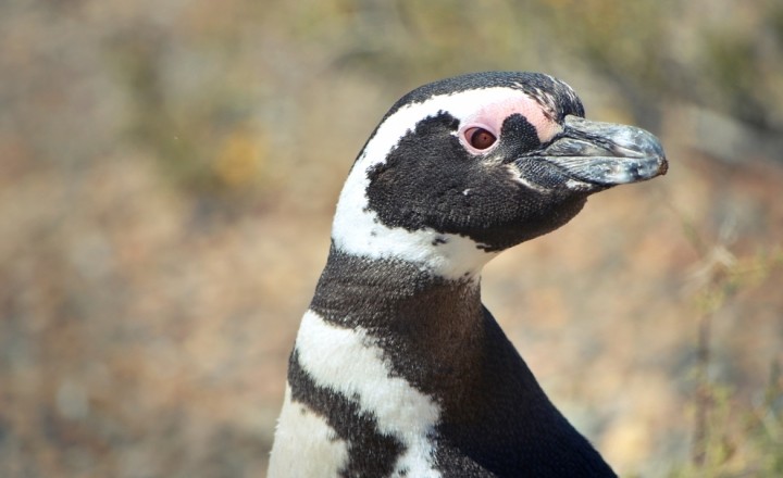 Бесконечные пингвины Патагонии